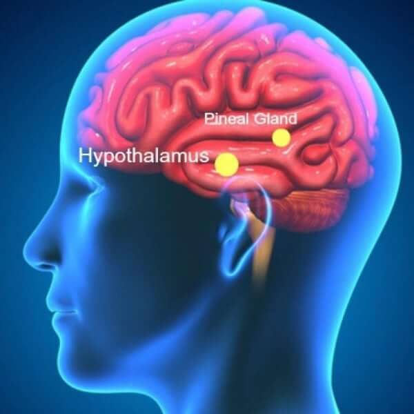 Hypothalamus-and-pineal-gland-768x768_ff9cc04c-53bd-45bc-b83a-f7936bf79e53_2048x.progressive-600x600