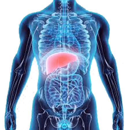 Liver-images