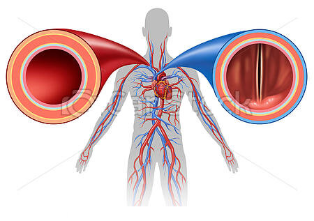 artery-and-vein-human-circulation-stock-images_csp56243855-1
